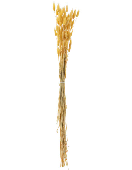Bouquet XL Queue de lièvre Hauteur 77 cm en Fleurs séchées Jaune clair J-Line - 1