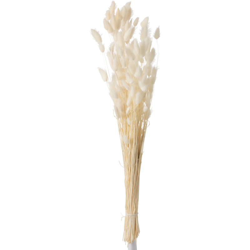 Bouquet Fleurs séchées Queue de lièvre Hauteur 70 cm en Écru - 1
