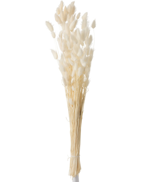 Bouquet Fleurs séchées Queue de lièvre Hauteur 70 cm en Écru - 1