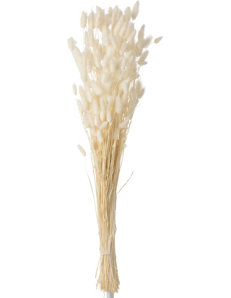 Bouquet Fleurs séchées Queue de lièvre XL Hauteur 85 cm en Écru - 1