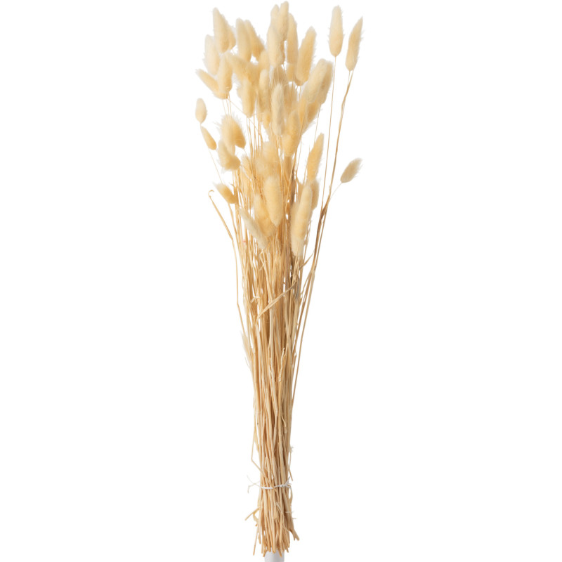 Bouquet Fleurs séchées Queue de lièvre Hauteur 75 cm en Beige - 1