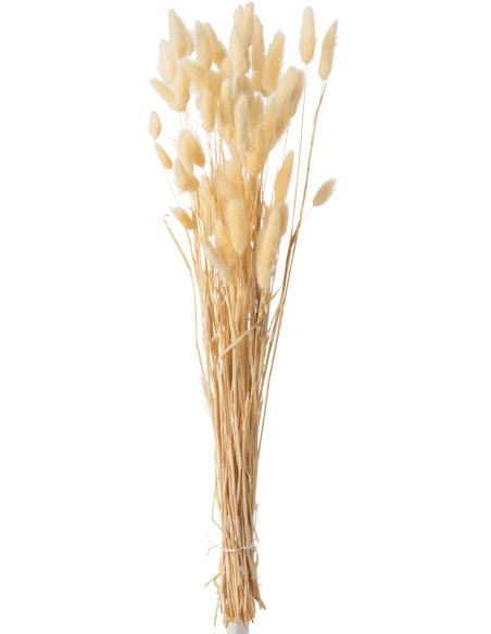Bouquet Fleurs séchées Queue de lièvre Hauteur 75 cm en Beige - 1