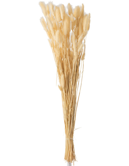 Bouquet Fleurs séchées Queue de lièvre XL Hauteur 80 cm en Beige J-Line - 1