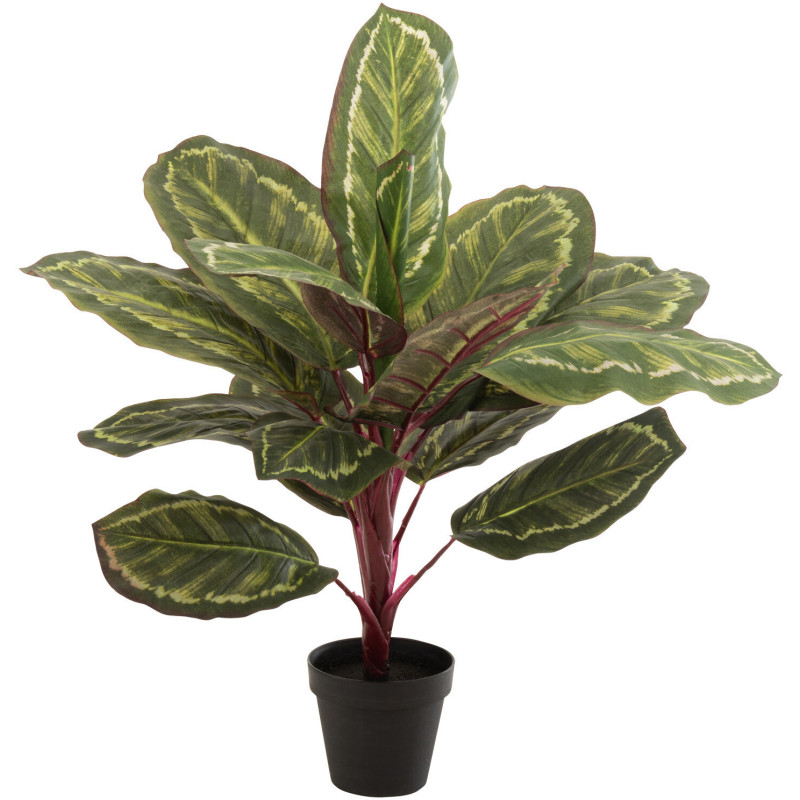 Plante artificielle Calathea makoyana Hauteur 70 cm en Plastique Vert Avec pot - 1
