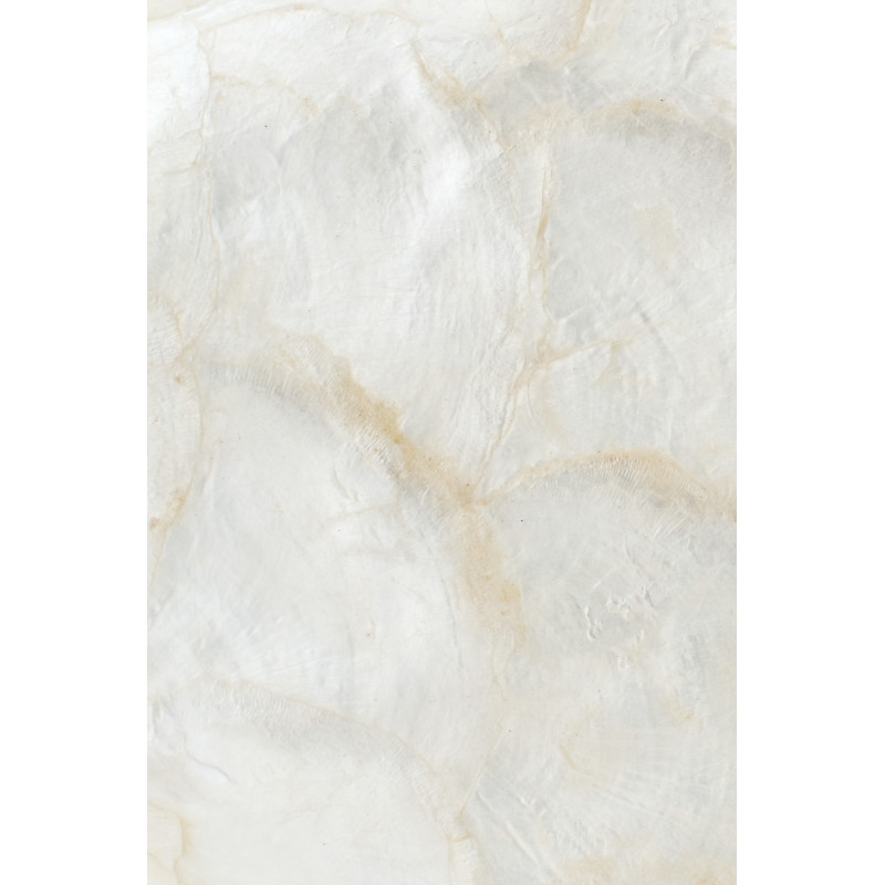 POISSON COQUILLAGE ALBA BLA S (20x8x28cm) 