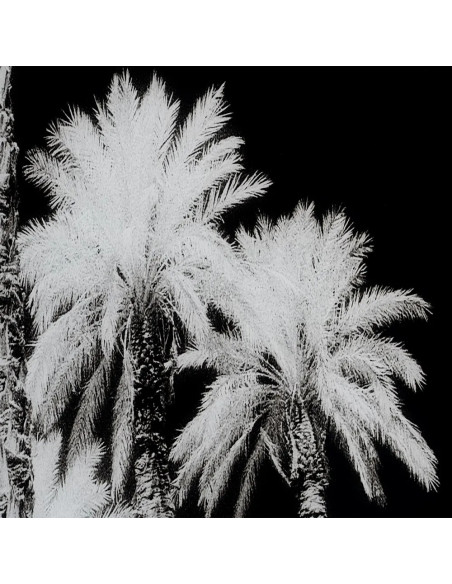 Grand tableau original sur verre Palmiers 120x70 en Verre trempé Sari