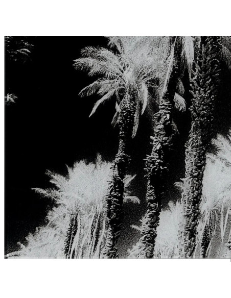 Grand tableau original sur verre Palmiers 120x70 en Verre trempé Sari