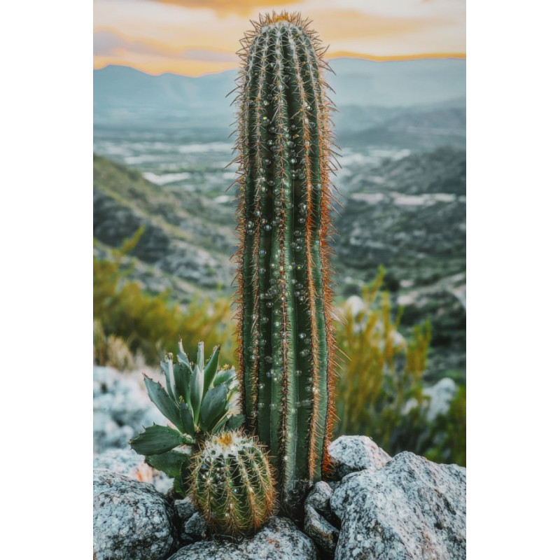 STAMPA SU TELA LACCATA C/CORNICE CACTUS -A- CM 60X4X90 