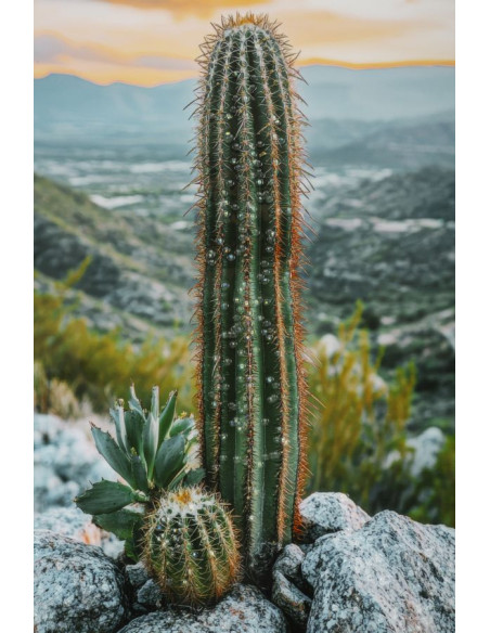 STAMPA SU TELA LACCATA C/CORNICE CACTUS -A- CM 60X4X90 