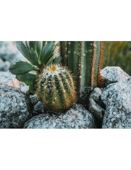 STAMPA SU TELA LACCATA C/CORNICE CACTUS -A- CM 60X4X90 