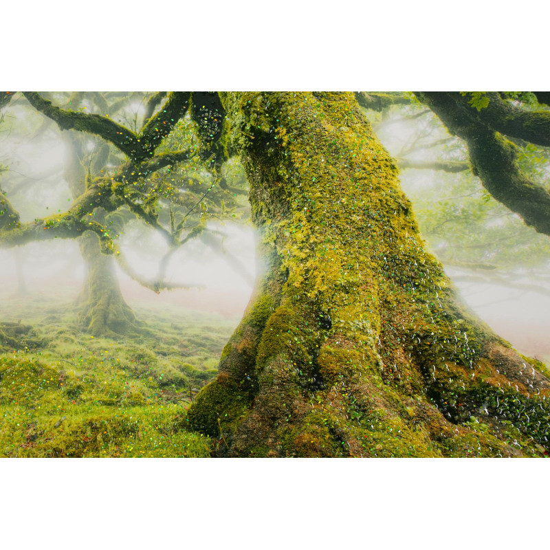 STAMPA SU TELA LACCATA C/CORNICE FORESTA CM 90X4X60 