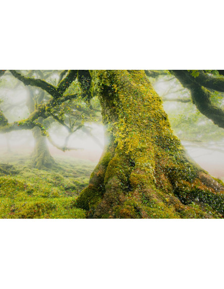 STAMPA SU TELA LACCATA C/CORNICE FORESTA CM 90X4X60 