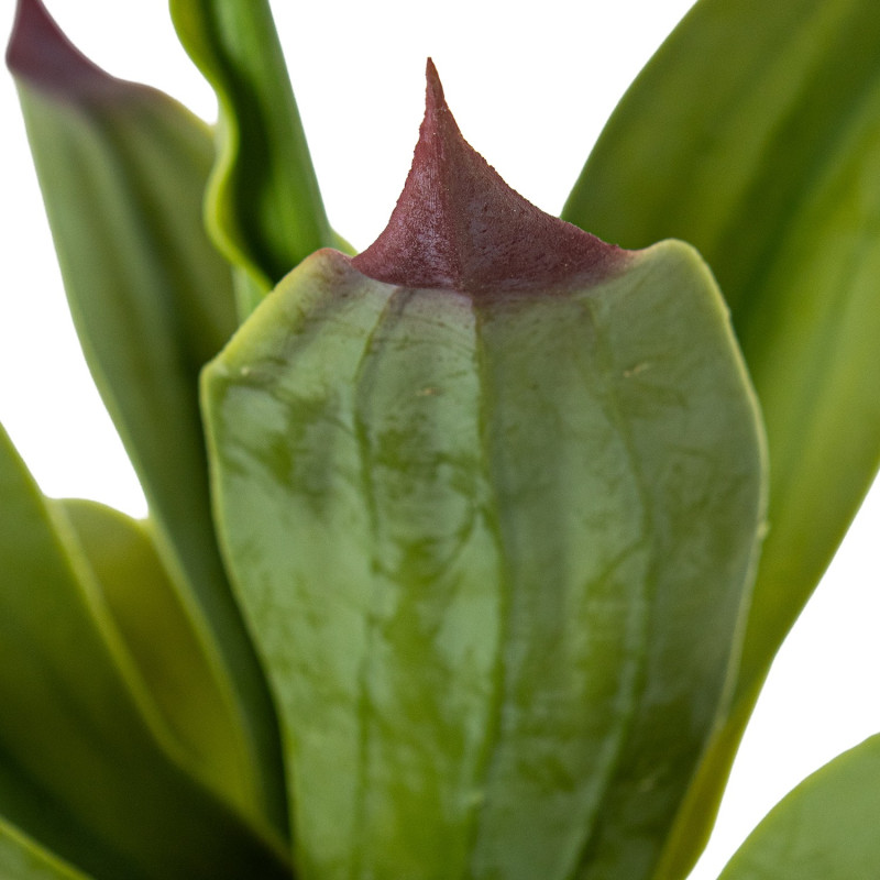 Agave artificiel vert polyéthylène PVC 135 cm Mivila  - 4