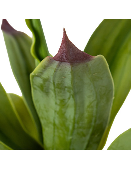 Agave artificiel vert polyéthylène PVC 135 cm Mivila  - 4